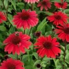 Echinacea Panama Red Live Plant - 3-6 Inch Tall Plug Coneflower Perennial for Outdoors - Image 1