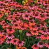 Echinacea Sombrero Coral Pink Live Plant - Coneflower Bush, 5-7 Inch Tall Perennial - Image 1