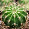 Echinobivia 'Rainbow Bursts' Cactus Live Plant – 2 Inch Pot – Indoor/Outdoor - Image 1