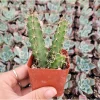 Echinocereus Pentalophus Lady Finger Cactus Live Plant 2 Inch Pot Indoor Outdoor - Image 1