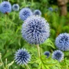 Echinops Blue Glow Starter Plant - 3-6 Inch Tall Globe Thistle Perennial - Image 1