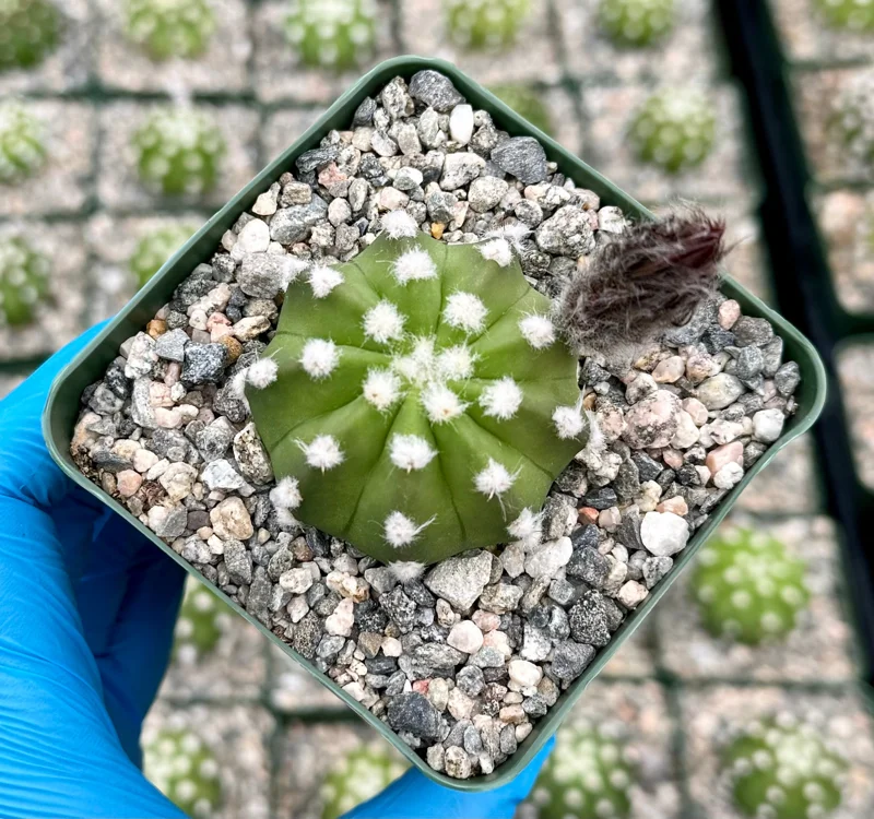 Echinopsis Subdenudata Live Plant – Easter Lily Cactus – Blooming Succulent in 4 Inch Pot - Image 2