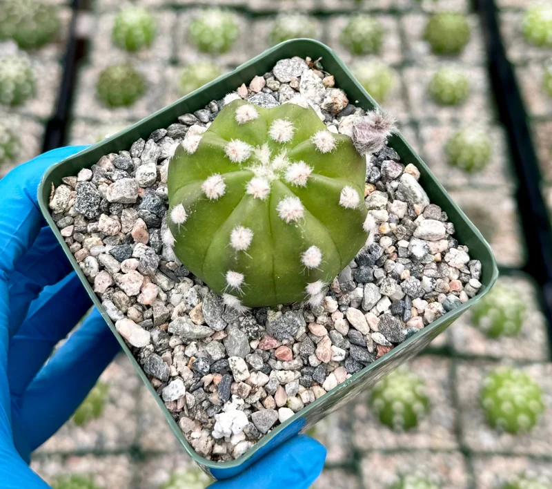 Echinopsis Subdenudata Live Plant – Easter Lily Cactus – Blooming Succulent in 4 Inch Pot Echinopsis Subdenudata Live Plant – Easter Lily Cactus – Blooming Succulent in 4 Inch Pot - Image 3