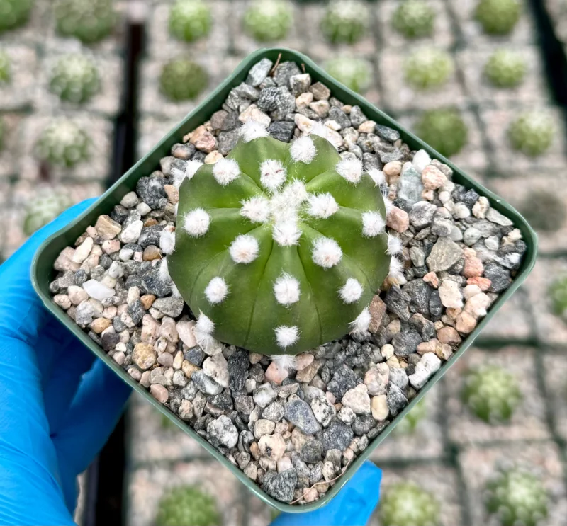 Echinopsis Subdenudata Live Plant – Easter Lily Cactus – Blooming Succulent in 4 Inch Pot Echinopsis Subdenudata Live Plant – Easter Lily Cactus – Blooming Succulent in 4 Inch Pot - Image 4