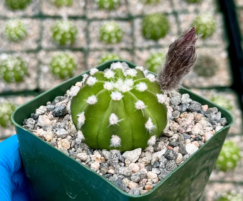 Echinopsis Subdenudata Live Plant – Easter Lily Cactus – Blooming Succulent in 4 Inch Pot - Image 1