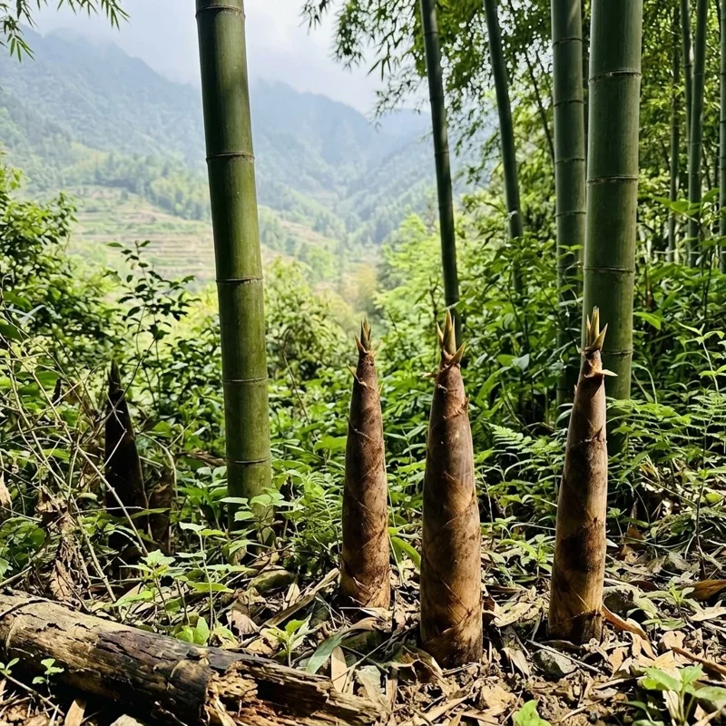 Edible Bamboo Shoot Seeds - 50 Count Pack - Perennial for Home & Outdoor Garden Planting - Image 2