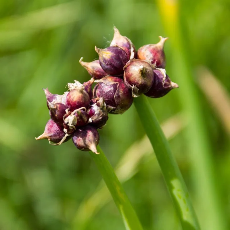 Egyptian Walking Onion Seeds - 10 Seeds Perennial Planting Stock for Home Gardens Egyptian Walking Onion Seeds - 10 Seeds Perennial Planting Stock for Home Gardens - Image 2