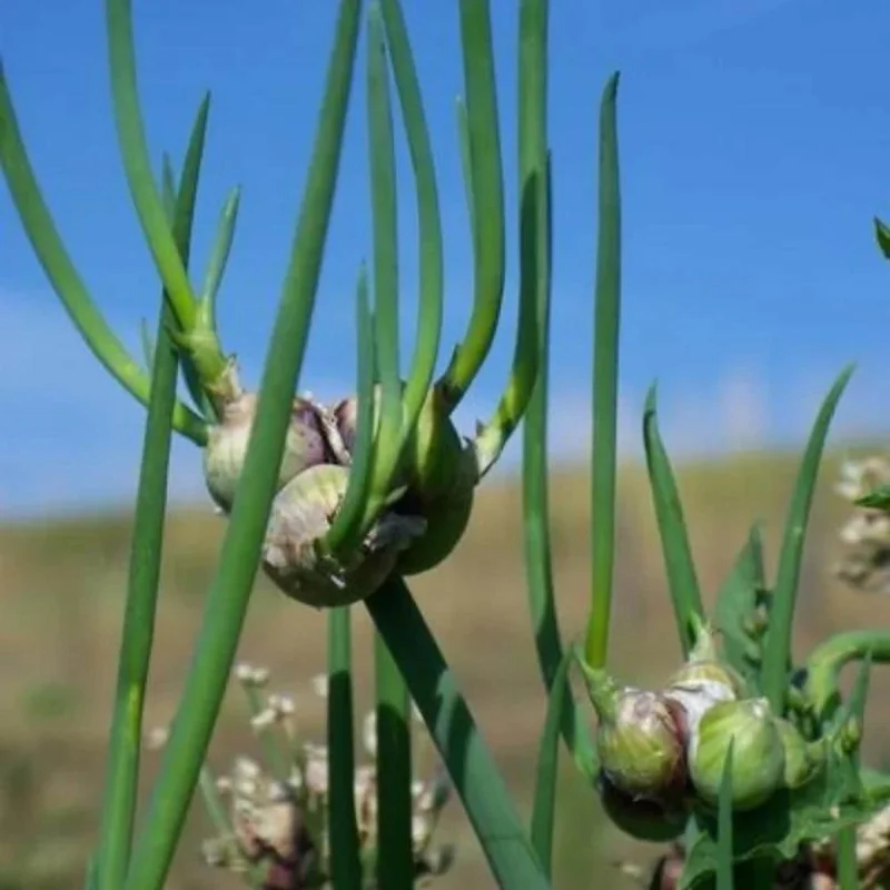 Egyptian Walking Onion Seeds - 10 Seeds Perennial Planting Stock for Home Gardens Egyptian Walking Onion Seeds - 10 Seeds Perennial Planting Stock for Home Gardens - Image 4