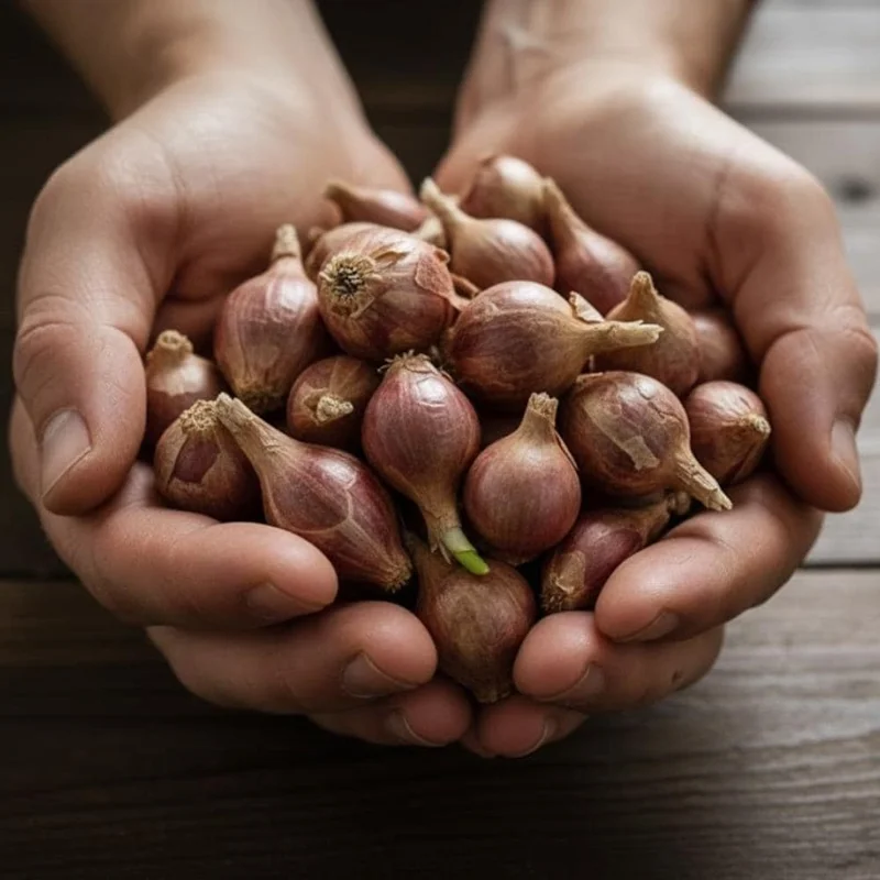 Egyptian Walking Onion Seeds - 10 Seeds Perennial Planting Stock for Home Gardens Egyptian Walking Onion Seeds - 10 Seeds Perennial Planting Stock for Home Gardens - Image 8