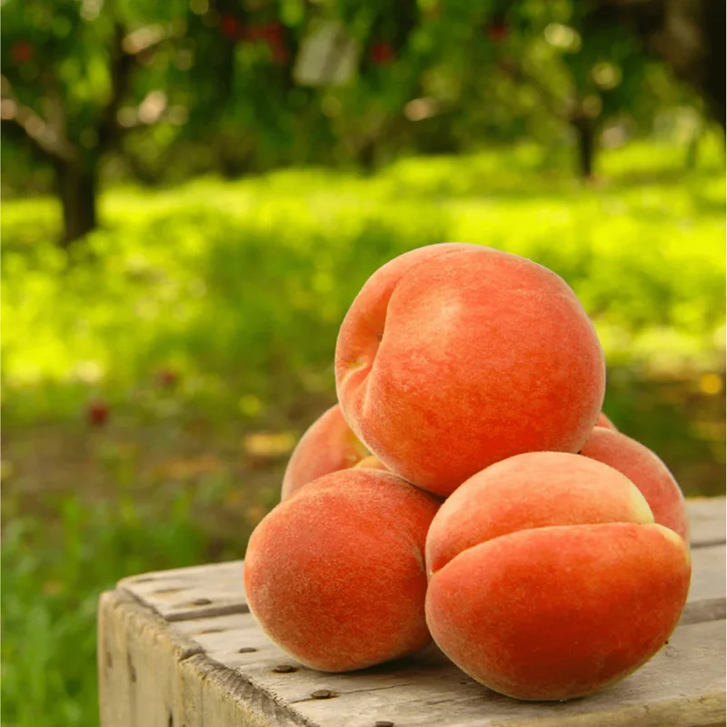 Elberta Peach Tree Live Plant – 6-12 Inch Tall Grafted Fruit Tree - Image 2