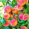 Elberta Peach Tree Live Plant – 6-12 Inch Tall Grafted Fruit Tree - Image 1