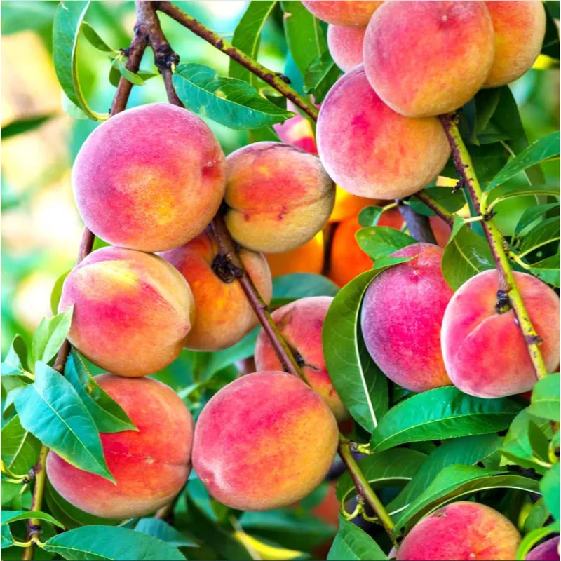 Elberta Peach Tree Live Plant – 6-12 Inch Tall Grafted Fruit Tree - Image 1