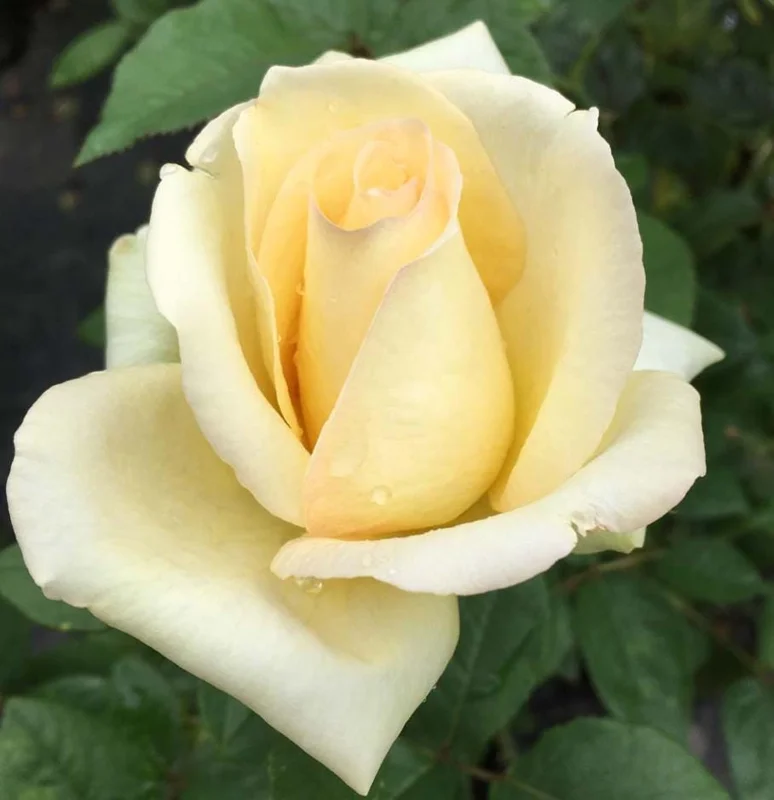 Elegant Beauty Rose Plant Live 5-9 Inch Tall - Fragrant Rose Bush Starter for Outdoor Garden Planting Elegant Beauty Rose Plant Live 5-9 Inch Tall - Fragrant Rose Bush Starter for Outdoor Garden Planting - Image 2