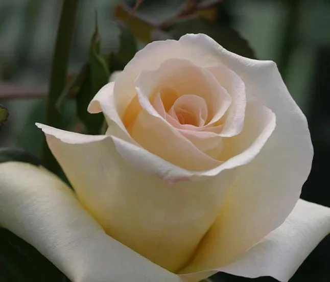 Elegant Beauty Rose Plant Live 5-9 Inch Tall - Fragrant Rose Bush Starter for Outdoor Garden Planting Elegant Beauty Rose Plant Live 5-9 Inch Tall - Fragrant Rose Bush Starter for Outdoor Garden Planting - Image 3