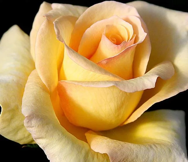 Elegant Beauty Rose Plant Live 5-9 Inch Tall - Fragrant Rose Bush Starter for Outdoor Garden Planting Elegant Beauty Rose Plant Live 5-9 Inch Tall - Fragrant Rose Bush Starter for Outdoor Garden Planting - Image 4