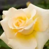 Elegant Beauty Rose Plant Live 5-9 Inch Tall - Fragrant Rose Bush Starter for Outdoor Garden Planting Elegant Beauty Rose Plant Live 5-9 Inch Tall - Fragrant Rose Bush Starter for Outdoor Garden Planting - Image 1