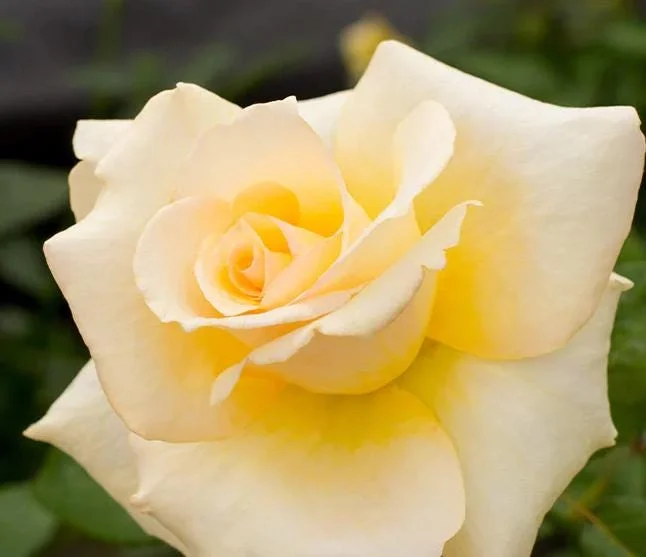 Elegant Beauty Rose Plant Live 5-9 Inch Tall - Fragrant Rose Bush Starter for Outdoor Garden Planting Elegant Beauty Rose Plant Live 5-9 Inch Tall - Fragrant Rose Bush Starter for Outdoor Garden Planting - Image 1