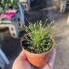 Eleocharis Radicans Live Aquatic Plant - Bonsai Grass 2in Pot for Aquariums & Terrariums - Image 1