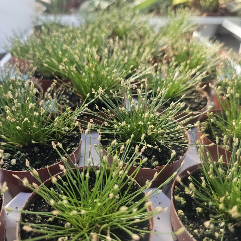 Eleocharis Radicans Live Aquatic Plant - Bonsai Grass 2in Pot for Aquariums & Terrariums - Image 2