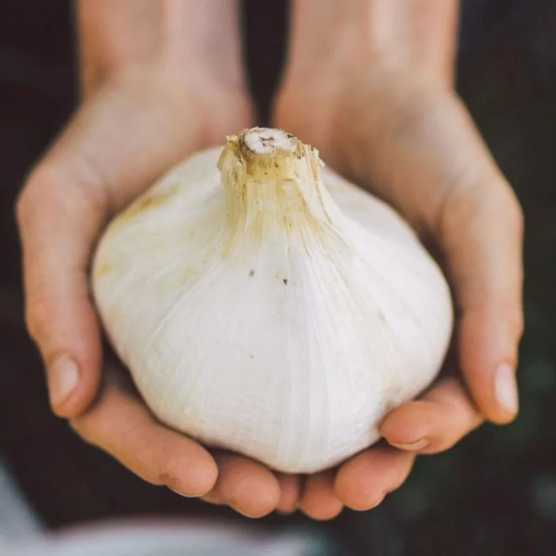 Elephant Garlic Bulbs & Seeds - Fresh Harvest, Healthy, Easy to Grow Elephant Garlic Bulbs & Seeds - Fresh Harvest, Healthy, Easy to Grow - Image 3