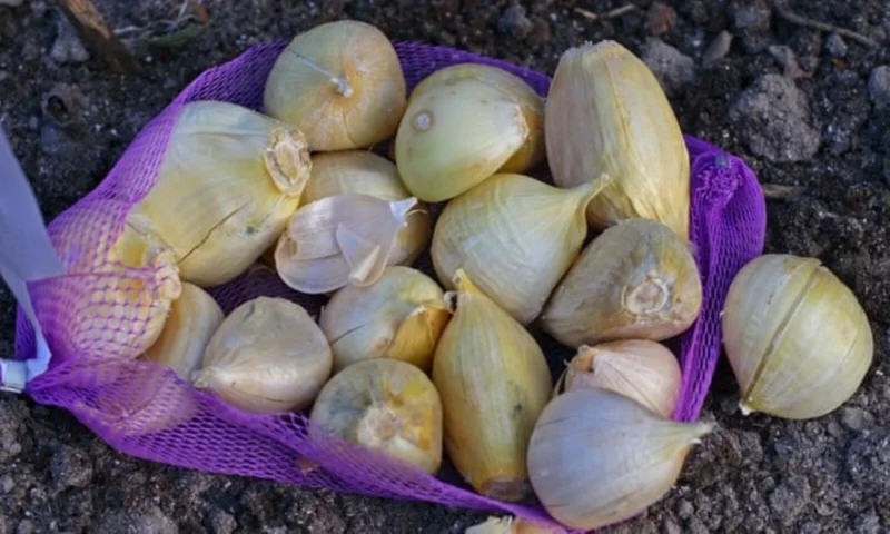 Elephant Garlic Bulbs & Seeds - Fresh Harvest, Healthy, Easy to Grow Elephant Garlic Bulbs & Seeds - Fresh Harvest, Healthy, Easy to Grow - Image 4