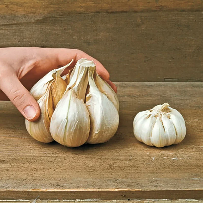 Elephant Garlic Bulbs & Seeds - Fresh Harvest, Healthy, Easy to Grow Elephant Garlic Bulbs & Seeds - Fresh Harvest, Healthy, Easy to Grow - Image 5