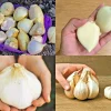 Elephant Garlic Bulbs & Seeds - Fresh Harvest, Healthy, Easy to Grow Elephant Garlic Bulbs & Seeds - Fresh Harvest, Healthy, Easy to Grow - Image 1