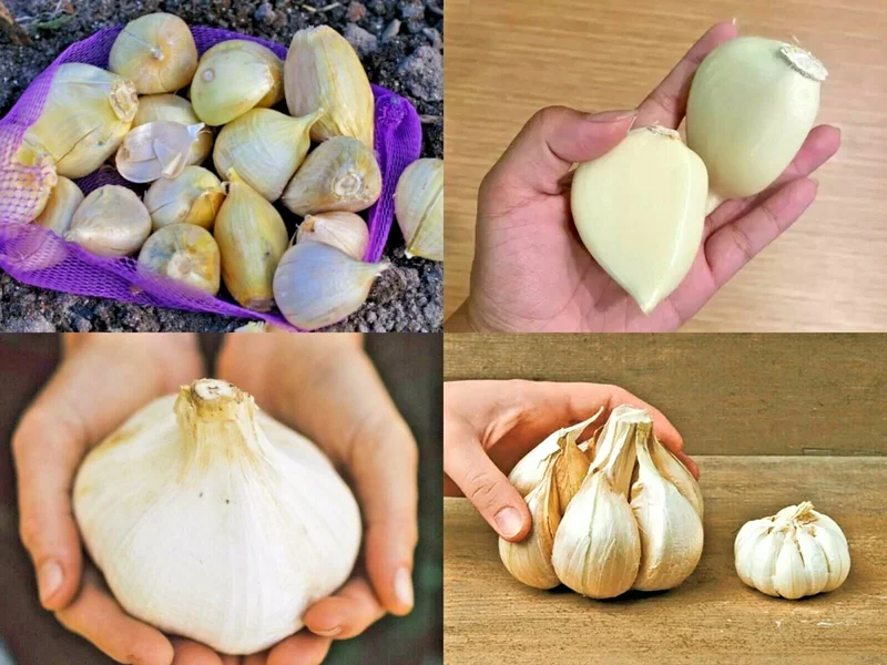 Elephant Garlic Bulbs & Seeds - Fresh Harvest, Healthy, Easy to Grow Elephant Garlic Bulbs & Seeds - Fresh Harvest, Healthy, Easy to Grow - Image 1