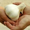 Elephant Garlic Cloves 85g+ Organic Jumbo Size USA Grown for Planting Elephant Garlic Cloves 85g+ Organic Jumbo Size USA Grown for Planting - Image 1