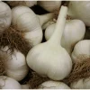 Elephant Garlic Seeds - Allium ampeloprasum - 100 Bulbils for Planting Elephant Garlic Seeds - Allium ampeloprasum - 100 Bulbils for Planting - Image 1