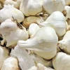 Elephant Garlic Seeds - Organic, Large Jumbo Size, USA Grown for Planting Elephant Garlic Seeds - Organic, Large Jumbo Size, USA Grown for Planting - Image 1