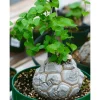 Elephant's Foot Vine Dioscorea Elephantipes Live Plant 3" Pot Succulent - Image 1