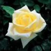 Elina Yellow Hybrid Tea Rose Plant - Fragrant Shrub, 4-8 Inch Tall, Bare Root - Image 1