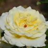 Elina Yellow Light Rose Live Plant - 4-6 Inch Hybrid Tea Bush, Fragrant Yellow Blooms, Outdoor Elina Yellow Light Rose Live Plant - 4-6 Inch Hybrid Tea Bush, Fragrant Yellow Blooms, Outdoor - Image 1