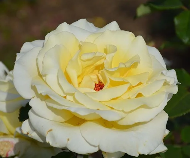 Elina Yellow Light Rose Live Plant - 4-6 Inch Hybrid Tea Bush, Fragrant Yellow Blooms, Outdoor Elina Yellow Light Rose Live Plant - 4-6 Inch Hybrid Tea Bush, Fragrant Yellow Blooms, Outdoor - Image 1