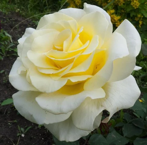 Elina Yellow Light Rose Live Plant - 4-6 Inch Hybrid Tea Bush, Fragrant Yellow Blooms, Outdoor Elina Yellow Light Rose Live Plant - 4-6 Inch Hybrid Tea Bush, Fragrant Yellow Blooms, Outdoor - Image 2