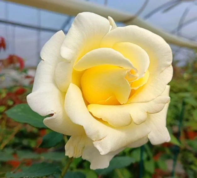 Elina Yellow Light Rose Live Plant - 4-6 Inch Hybrid Tea Bush, Fragrant Yellow Blooms, Outdoor Elina Yellow Light Rose Live Plant - 4-6 Inch Hybrid Tea Bush, Fragrant Yellow Blooms, Outdoor - Image 3