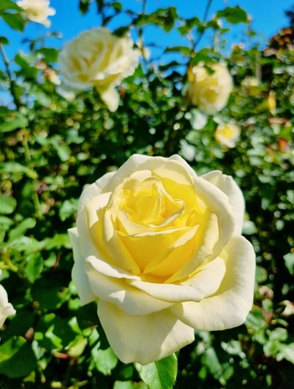 Elina Yellow Light Rose Live Plant - 4-6 Inch Hybrid Tea Bush, Fragrant Yellow Blooms, Outdoor Elina Yellow Light Rose Live Plant - 4-6 Inch Hybrid Tea Bush, Fragrant Yellow Blooms, Outdoor - Image 4