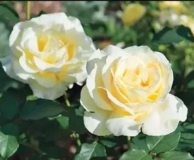 Elina Yellow Light Rose Live Plant - 4-6 Inch Hybrid Tea Bush, Fragrant Yellow Blooms, Outdoor Elina Yellow Light Rose Live Plant - 4-6 Inch Hybrid Tea Bush, Fragrant Yellow Blooms, Outdoor - Image 5