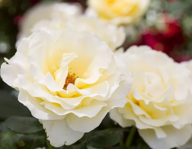 Elina Yellow Light Rose Live Plant - 4-6 Inch Hybrid Tea Bush, Fragrant Yellow Blooms, Outdoor Elina Yellow Light Rose Live Plant - 4-6 Inch Hybrid Tea Bush, Fragrant Yellow Blooms, Outdoor - Image 6