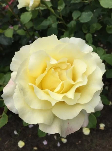 Elina Yellow Light Rose Live Plant - 4-6 Inch Hybrid Tea Bush, Fragrant Yellow Blooms, Outdoor Elina Yellow Light Rose Live Plant - 4-6 Inch Hybrid Tea Bush, Fragrant Yellow Blooms, Outdoor - Image 7