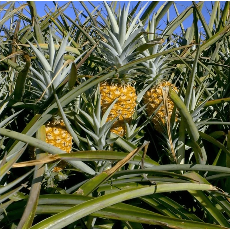 Elite Gold Pineapple Plant Live, Sweet Juicy Fruit Tree, 4-6 Inches Tall Elite Gold Pineapple Plant Live, Sweet Juicy Fruit Tree, 4-6 Inches Tall - Image 2