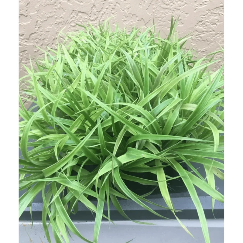 Elite Gold Pineapple Plant Live, Sweet Juicy Fruit Tree, 4-6 Inches Tall Elite Gold Pineapple Plant Live, Sweet Juicy Fruit Tree, 4-6 Inches Tall - Image 4