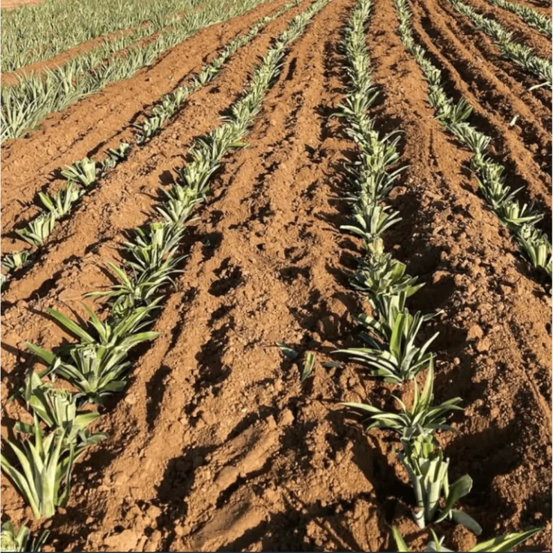 Elite Gold Pineapple Plant Live, Sweet Juicy Fruit Tree, 4-6 Inches Tall Elite Gold Pineapple Plant Live, Sweet Juicy Fruit Tree, 4-6 Inches Tall - Image 5