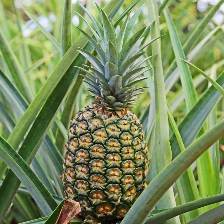 Elite Gold Pineapple Plant Live, Sweet Juicy Fruit Tree, 4-6 Inches Tall Elite Gold Pineapple Plant Live, Sweet Juicy Fruit Tree, 4-6 Inches Tall - Image 6