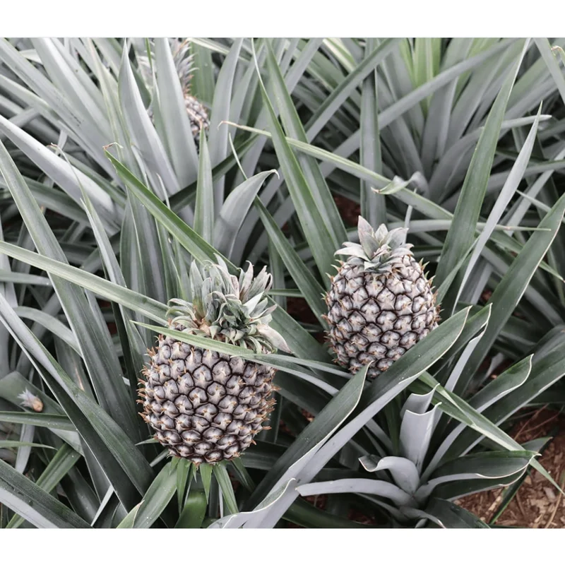 Elite Gold Pineapple Plant Live, Sweet Juicy Fruit Tree, 4-6 Inches Tall Elite Gold Pineapple Plant Live, Sweet Juicy Fruit Tree, 4-6 Inches Tall - Image 7