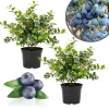 Elliott Blueberry Live Plant - 4-9 Inches Tall Bush for Gardens - Image 1