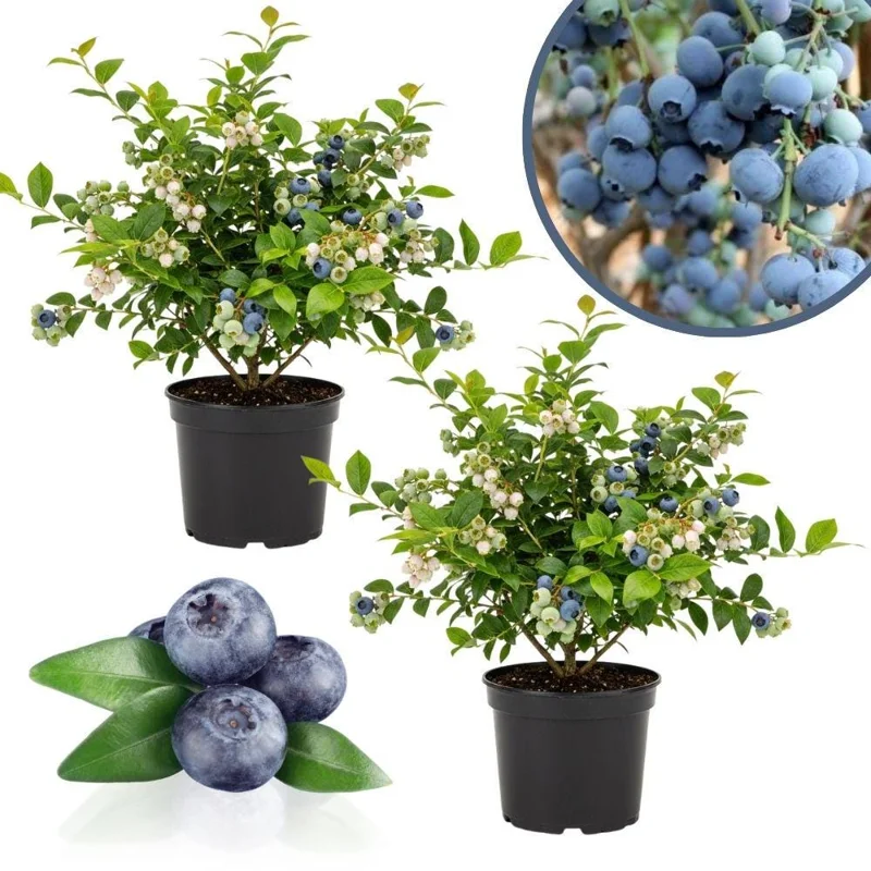 Elliott Blueberry Live Plant - 4-9 Inches Tall Bush for Gardens - Image 1