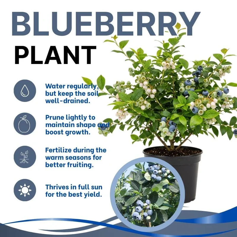Elliott Blueberry Live Plant - 4-9 Inches Tall Bush for Gardens - Image 2