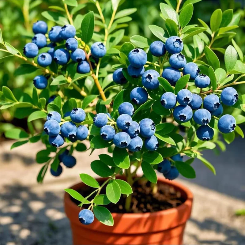 Emerald Blueberry Live Plant – 4-6 Inch Tall Fruit Seedling – 4 Inch Pot Emerald Blueberry Live Plant – 4-6 Inch Tall Fruit Seedling – 4 Inch Pot - Image 1